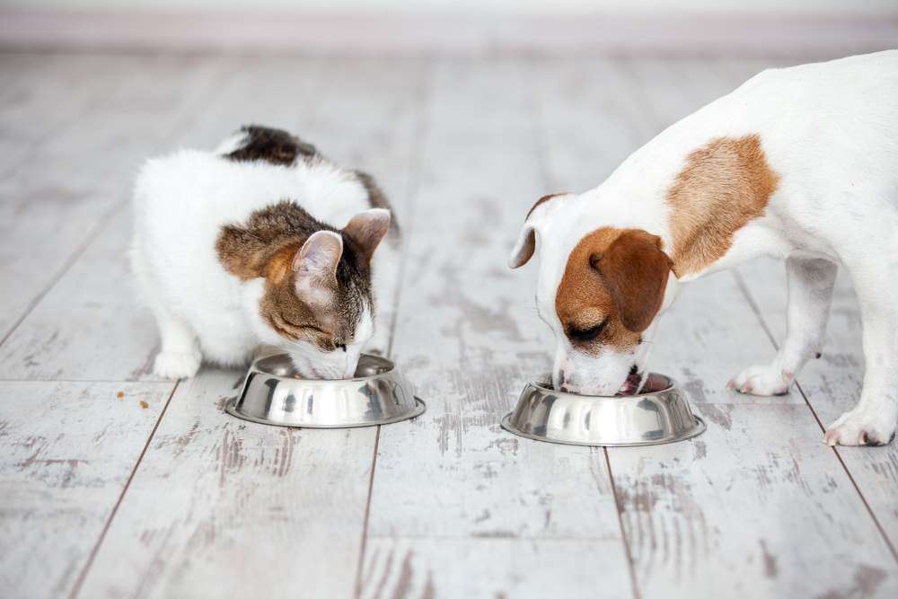 Healthy Food for Pets